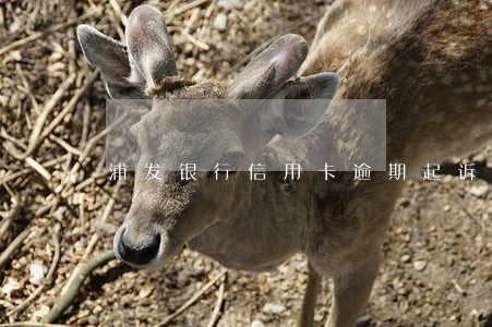 浦发银行信用卡逾期起诉后怎么判 浦发银行信用卡逾期起诉后怎么判