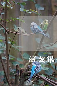 浦发银行信用卡逾期锁卡了怎么办