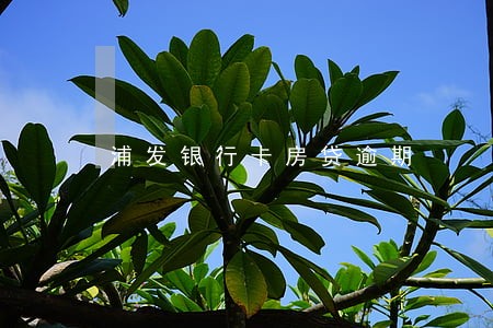 浦发银行卡房贷逾期 浦发银行卡房贷逾期