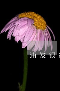 浦发银行卡逾期四天