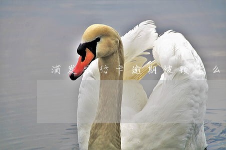 浦发银行卡逾期被锁怎么办 浦发银行卡逾期被锁怎么办