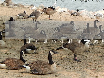 浦发银行小额贷款逾期 浦发银行小额贷款逾期