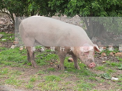 浦发银行开非恶意逾期证明 浦发银行开非恶意逾期证明