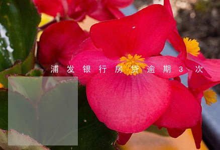 浦发银行房贷逾期3次 浦发银行房贷逾期3次