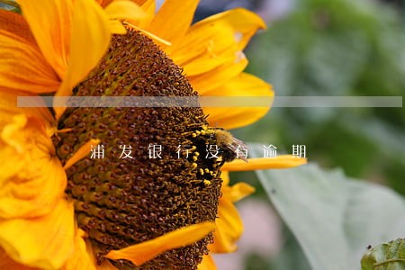 浦发银行没有逾期 浦发银行没有逾期