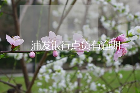 浦发银行点贷有逾期 浦发银行点贷有逾期