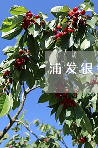 浦发银行电子卡逾期一天 浦发银行电子卡逾期一天
