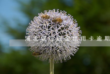 浦发银行白金信用卡逾期四天 浦发银行白金信用卡逾期四天