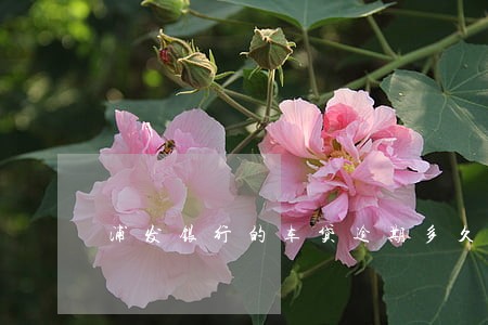 浦发银行的车贷逾期多久 浦发银行的车贷逾期多久