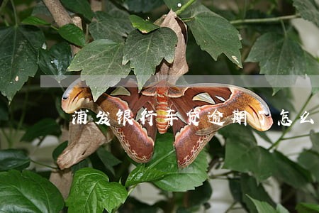浦发银行车贷逾期了怎么办 浦发银行车贷逾期了怎么办