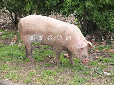 浦发银行逾期10000 浦发银行逾期10000
