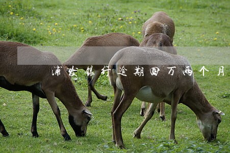 浦发银行逾期四万两个月 浦发银行逾期四万两个月