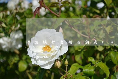 浦发银行逾期总额度1万5