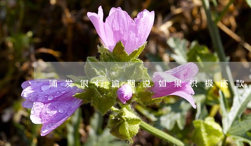 浦发银行逾期说如果积极还款 浦发银行逾期说如果积极还款