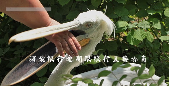 浦发银行逾期跟银行直接协商 浦发银行逾期跟银行直接协商