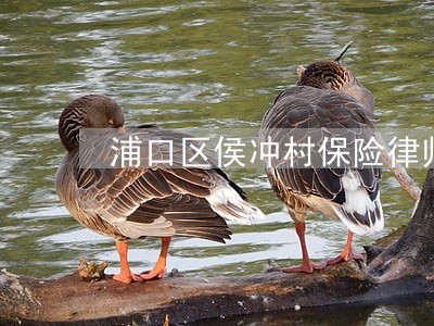 浦口区侯冲村保险律师