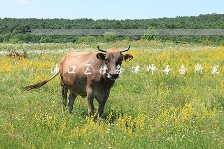 浦口区债务律师事务所案件咨询 浦口区债务律师事务所案件咨询
