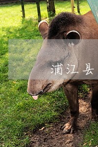 浦江县危险驾驶罪诉讼律师 浦江县危险驾驶罪诉讼律师