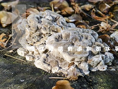 浦江征信有逾期可以买车吗 浦江征信有逾期可以买车吗