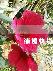 浦银快贷逾期怎么还款