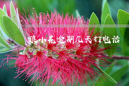 浪小花逾期几天打电话 浪小花逾期几天打电话