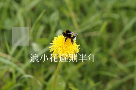 浪小花逾期半年 浪小花逾期半年