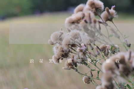 浪花黑卡逾期多久催收 浪花黑卡逾期多久催收
