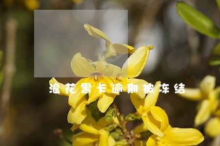浪花黑卡逾期被冻结
