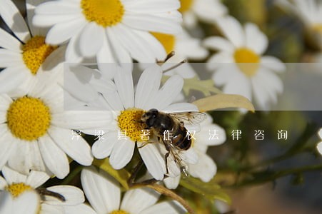 浮梁县著作权法律咨询 浮梁县著作权法律咨询