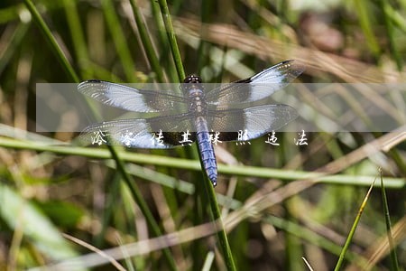 浴客传其裸照违法 浴客传其裸照违法