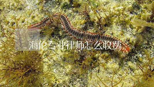海伦专业律师怎么收费