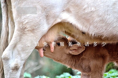 海信免费服务电话多少