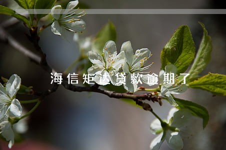 海信矩达贷款逾期了 海信矩达贷款逾期了