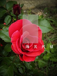 海关代征增值税逾期未抵扣 海关代征增值税逾期未抵扣