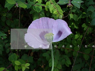 海关增值税逾期不能抵扣怎么做账 海关增值税逾期不能抵扣怎么做账
