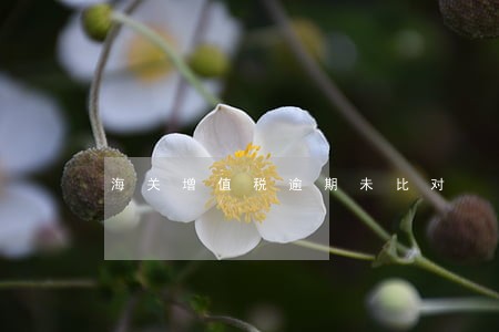 海关增值税逾期未比对 海关增值税逾期未比对