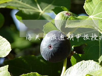 海关年报逾期申报授权书 海关年报逾期申报授权书