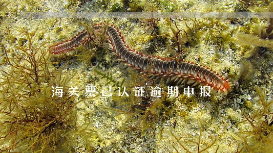 海关票已认证逾期申报 海关票已认证逾期申报