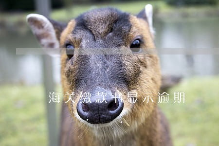海关缴款书显示逾期 海关缴款书显示逾期