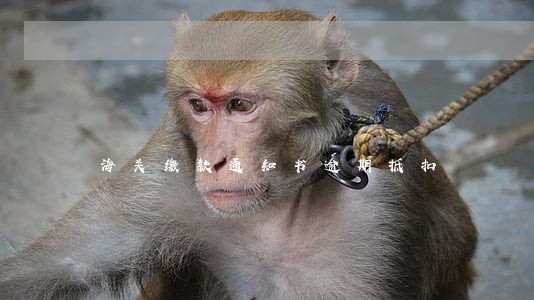 海关缴款通知书逾期抵扣 海关缴款通知书逾期抵扣