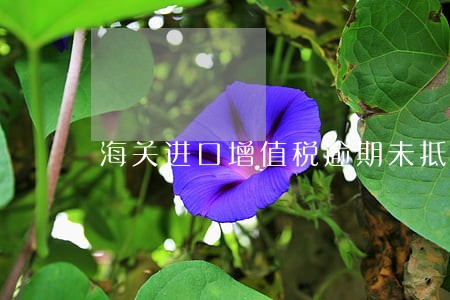 海关进口增值税逾期未抵扣 海关进口增值税逾期未抵扣