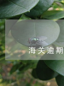 海关逾期办理说明 海关逾期办理说明