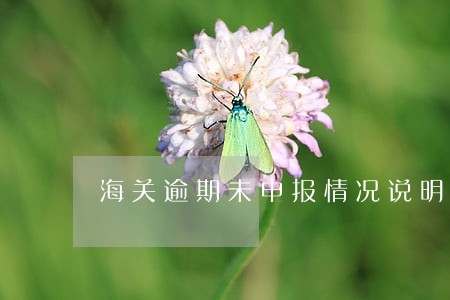海关逾期未申报情况说明 海关逾期未申报情况说明