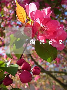 海兴p2p律师 海兴p2p律师