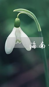 海南个人法人所得税逾期未申报 海南个人法人所得税逾期未申报