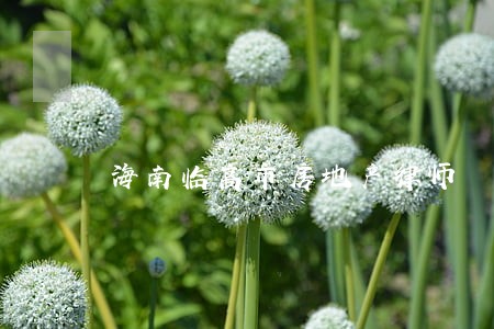 海南临高市房地产律师