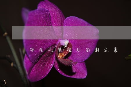 海南凤凰理财逾期立案 海南凤凰理财逾期立案
