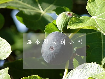 海南司法刘小川 海南司法刘小川