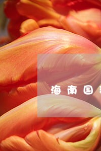 海南国税逾期申报该怎么办 海南国税逾期申报该怎么办