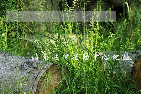海南法律援助中心地址 海南法律援助中心地址